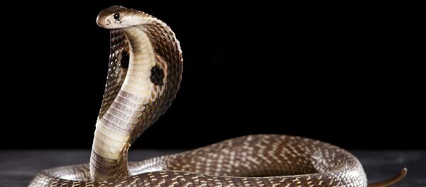 Кобра - اسپوتنیک ایران  