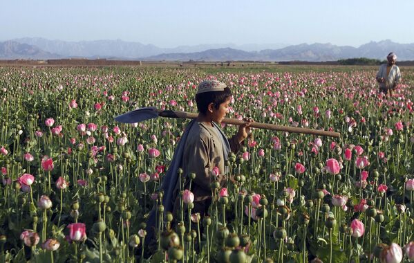 پسری در مزرعه خشخاش در افغانستان - اسپوتنیک ایران  