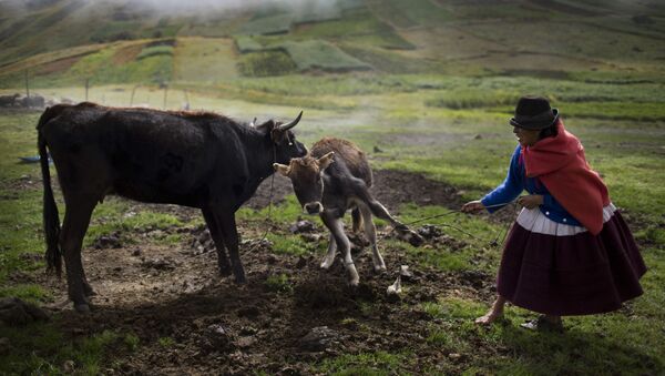 Женщина отводит теленка от матери-коровы для ее дойки в деревне Учураккай в Перу - اسپوتنیک ایران  