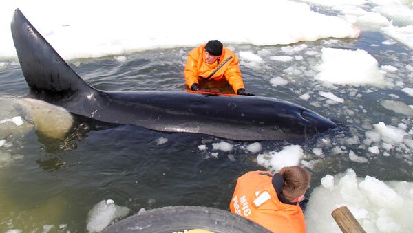 Операция по спасению косаток, зажатых во льдах в Охотском море - اسپوتنیک ایران  