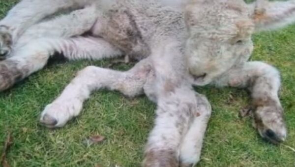 موتاسیون تکان دهنده حیوانات در چرنوبیل - اسپوتنیک ایران  
