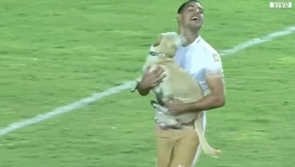 سگ خوشبخت باعث قطع مسابقه فوتبال در ونزوئلا شد - اسپوتنیک ایران  