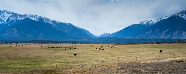 چراگاه گاو در استرالیا - اسپوتنیک ایران  