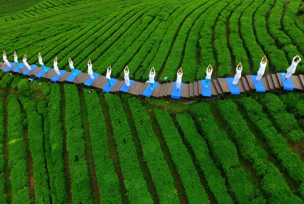 کشاورزان در حال « یوگا» در مزرعه چای چین - اسپوتنیک ایران  