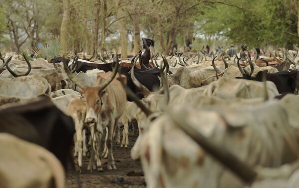 دختر جوانی در بین گله گاوها در سودان - اسپوتنیک ایران  