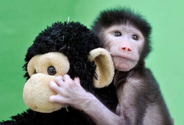 بچه میمون با اسباب بازی در باغ وحش میسور هند - اسپوتنیک ایران  
