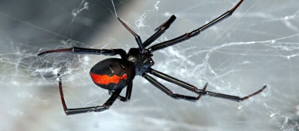 الأرملة السوداء الأرملة السوداء - اسپوتنیک ایران