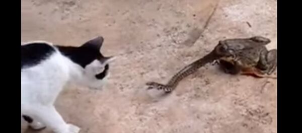 ویدئوی نبرد گربه، مار و قورباغه جزو پرتماشاگرترین ویدئوها در یوتیوب - اسپوتنیک ایران  