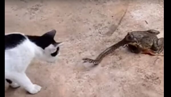 ویدئوی نبرد گربه، مار و قورباغه جزو پرتماشاگرترین ویدئوها در یوتیوب - اسپوتنیک ایران  