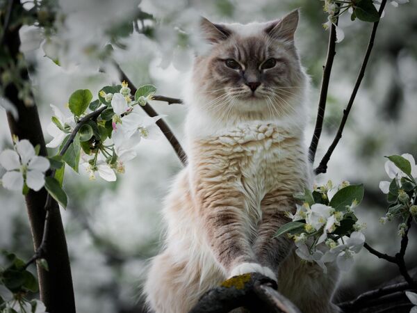گربه روی  درخت پر از شکوفه  در پارک « کولومنسکویه» مسکو - اسپوتنیک ایران  