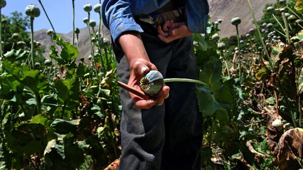 NATO mission fails to cripple opium trade in Afghanistan: expert - اسپوتنیک ایران  