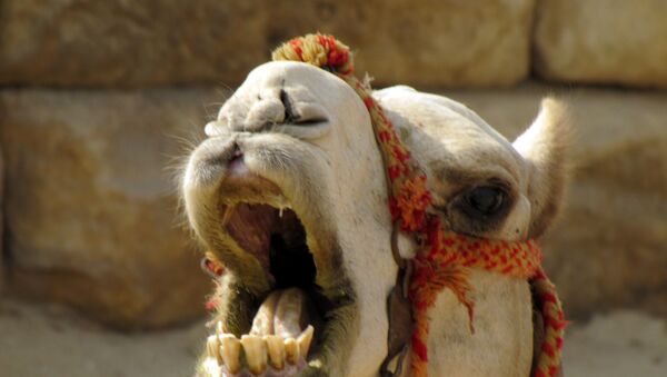 جراحی زیبایی شترها در عربستان سعودی! - اسپوتنیک ایران  
