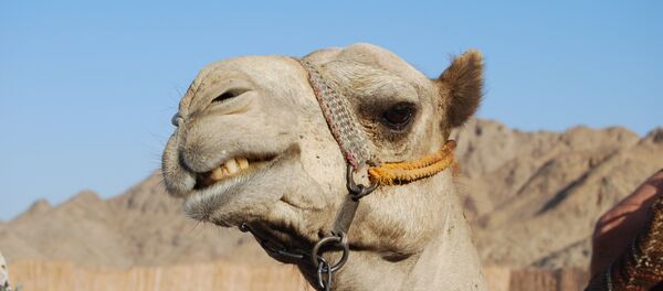 خوراک لاکچری شترها در قطر +ویدئو خوراک لاکچری شترها در قطر +ویدئو - اسپوتنیک ایران