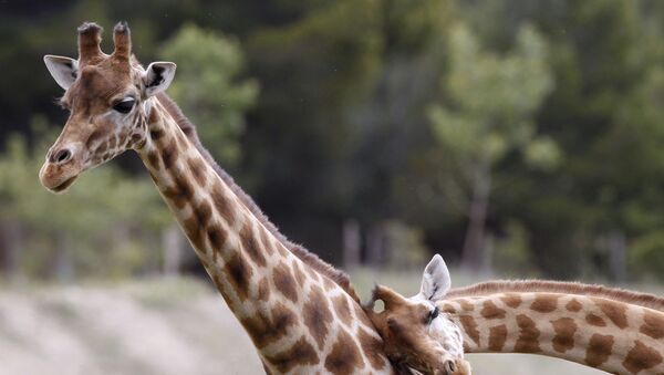Жирафы в африканском заповеднике Сижан во Франции - اسپوتنیک ایران  