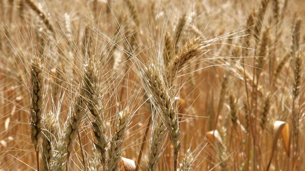 Колосья пшеницы - اسپوتنیک ایران  
