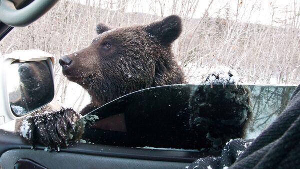 Бурый медведь попрошайничает на автодороге в Сахалинской области - اسپوتنیک ایران  