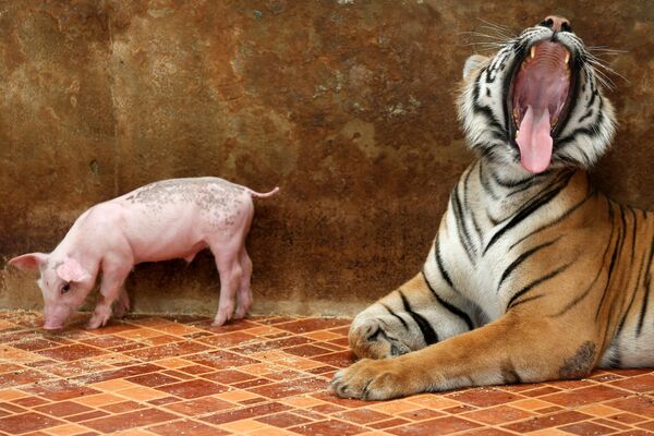 ببر و خوک در باغ وحش تایلند - اسپوتنیک ایران  