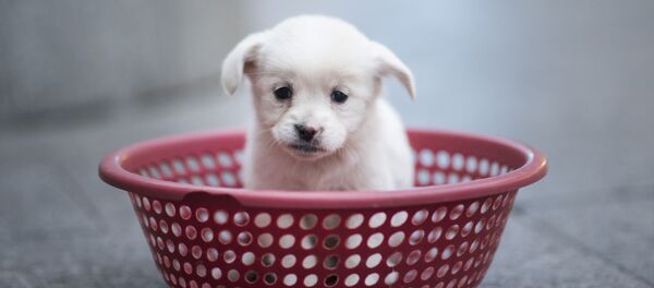 آیا حیوانات کرونا را منتقل می کنند؟ آیا حیوانات کرونا را منتقل می کنند؟ - اسپوتنیک ایران