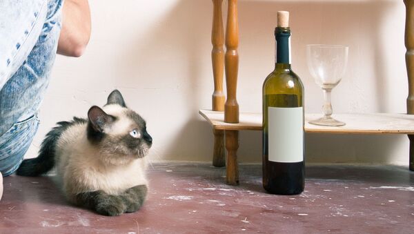 Молодой человек с котом и бутылкой вина - اسپوتنیک ایران  