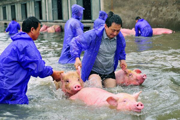 کارمندان خوک پروری در حال نجات خوک ها در زمان جاری شدن سیل در چین - اسپوتنیک ایران  