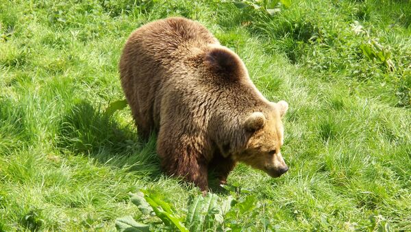 Бурый медведь - اسپوتنیک ایران  