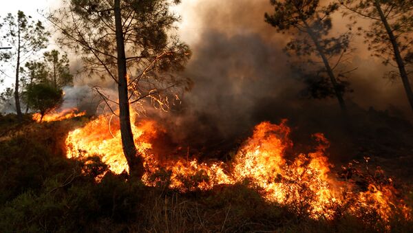  آتش سوزی مهیب جنگلی در ترکیه با بیش از 180 مصدوم  - اسپوتنیک ایران  