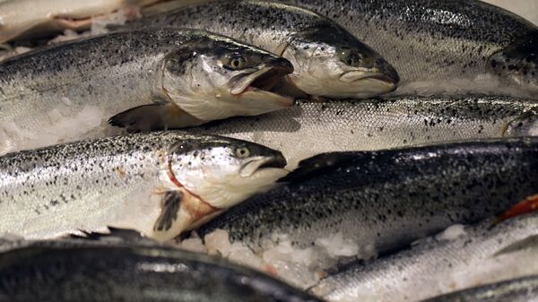چرا مصرف ماهی تیلاپیا توصیه نمی شود؟ +عکس - اسپوتنیک ایران  