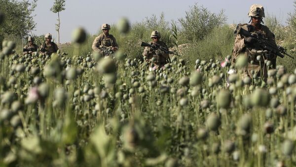U.S. Marines, from the 24th Marine Expeditionary Unit, pass by a poppy field as they patrol near the town of Garmser in Helmand Province, Afghanistan (File) - اسپوتنیک ایران  