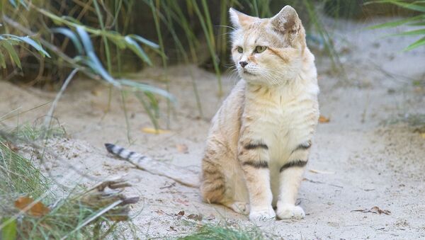 گربه - اسپوتنیک ایران  