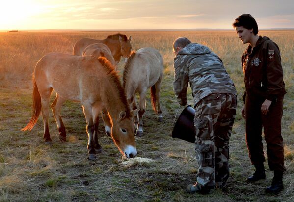 ولادیمیر پوتین، رئیس جمهور روسیه در زمان رها کردن اسب های « پرژوالسکی» به طبیعت وحش در پارک ملی « اورنبورگ» - اسپوتنیک ایران  
