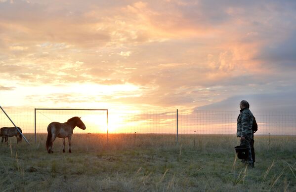 ولادیمیر پوتین در زمان دیدار از مرکز احیای اسب های « پرژوالسکی» در پارک طبیعی « اورنبورگ» - اسپوتنیک ایران  