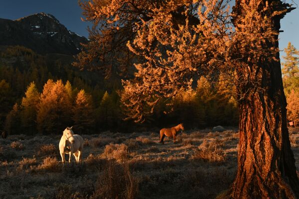 اسب در حال چرا در دره رودخانه « کراکاباک» واقع در خط الرأس شمال « چویا» در آلتای کوهستانی - اسپوتنیک ایران  