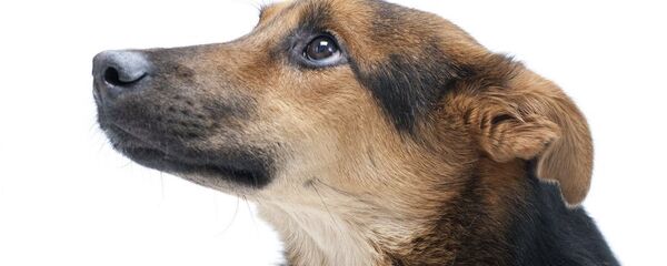 زایمان سگ ولگرد در مترو مسکو زایمان سگ ولگرد در مترو مسکو - اسپوتنیک ایران