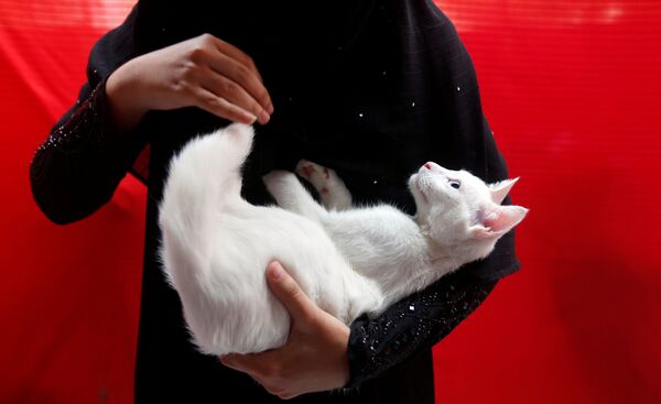 دختری با گربه سفید در بغل در روز جشن جهانی جانوران در کراچی، پاکستان - اسپوتنیک ایران  