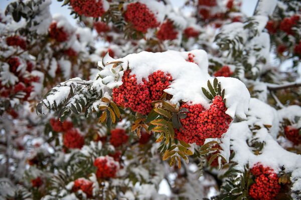 اولین برف روی شاخه های درخت بارانک در اومسک - اسپوتنیک ایران  