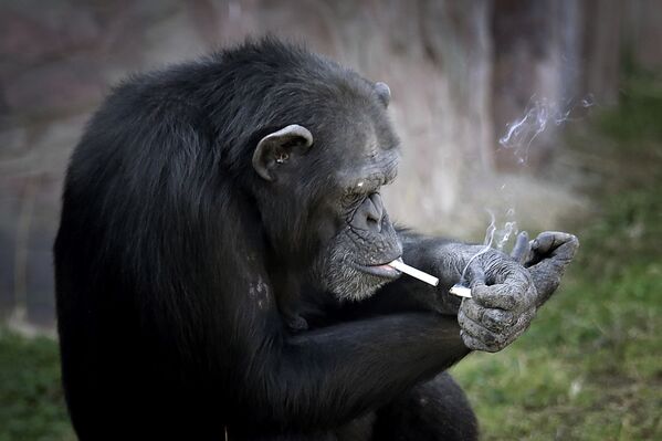 میمون سیگاری در  باغ وحش  پیونگ یانگ کره شمالی - اسپوتنیک ایران  