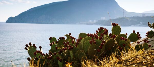 Осень в Крыму - اسپوتنیک ایران  