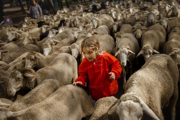 پسر بچه ای همراه گله  گوسفندان در مرکز مادرید - اسپوتنیک ایران  