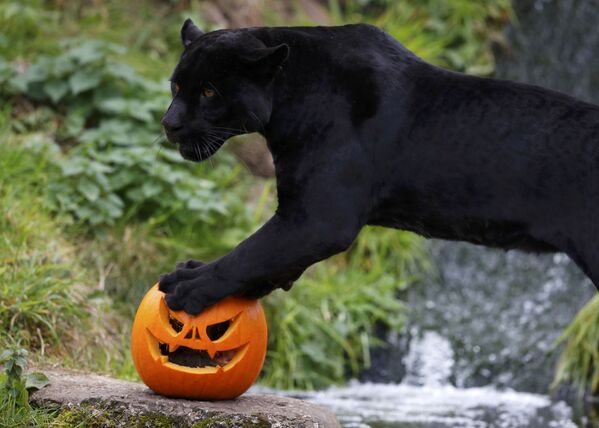 گربه وحشی « گوشی»  با کدو تنبل هالووین در باغ وحش « چستر» بریتانیا - اسپوتنیک ایران  