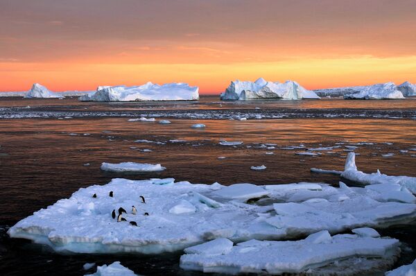 پنگوئن های« آدلی» در حال جهیدن بین یخ ها - اسپوتنیک ایران  