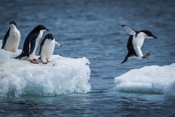 پنگوئن های« آدلی» در حال جهیدن بین یخ ها - اسپوتنیک ایران  