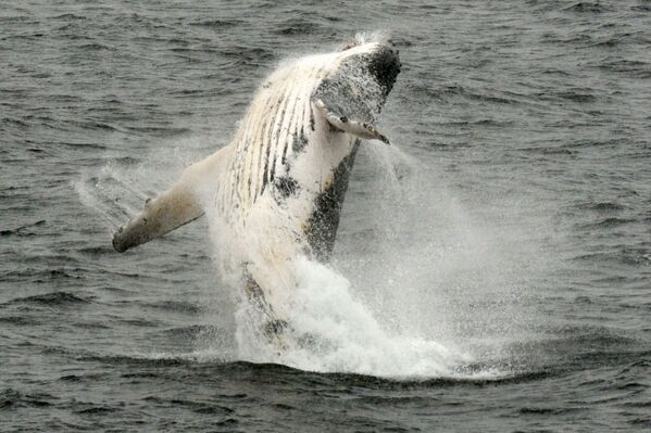 نهنگ قوزپشت در آبهای قطب جنوب - اسپوتنیک ایران  