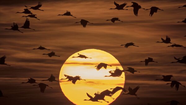 Перелетные птицы на закате - اسپوتنیک ایران  