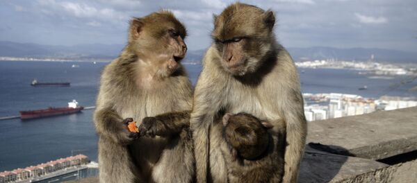 عملیات ماکاکا در تایلند عملیات ماکاکا در تایلند - اسپوتنیک ایران