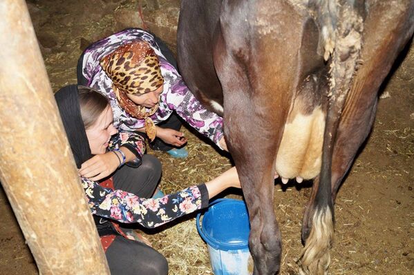 دوشیدن شیر گاو در ایران - اسپوتنیک ایران  