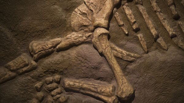 سیارک عامل اصلی انقراض دایناسورها بوده است - اسپوتنیک ایران  