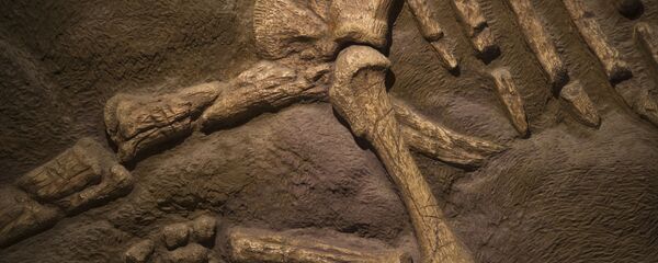 سیارک عامل اصلی انقراض دایناسورها بوده است - اسپوتنیک ایران  