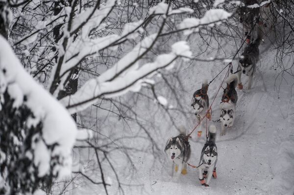 سورتمه سگی - اسپوتنیک ایران  