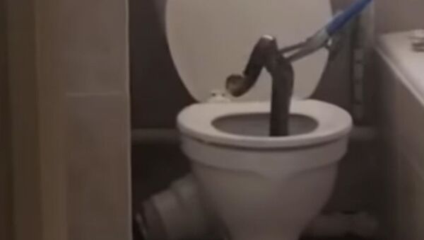 کبرا در توالت - اسپوتنیک ایران  