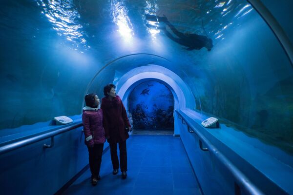 بازدیدکننده تونل زیر آبی در باغ وحش مرکزی پیونگ یانگ - اسپوتنیک ایران  